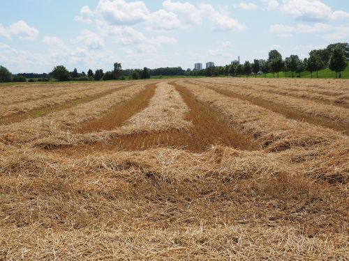 field wheat field cornfield