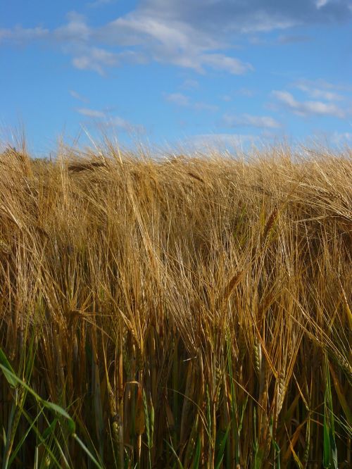 field grain summer