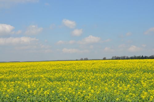 field rapeseed spring