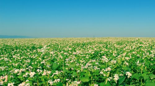 field flowers nature