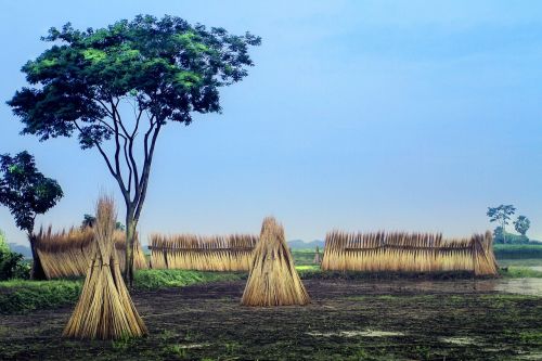 field trees nature