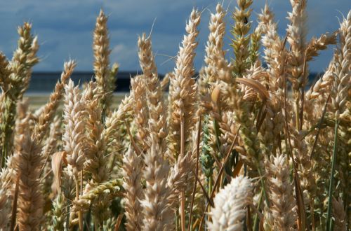 field wheat cereals