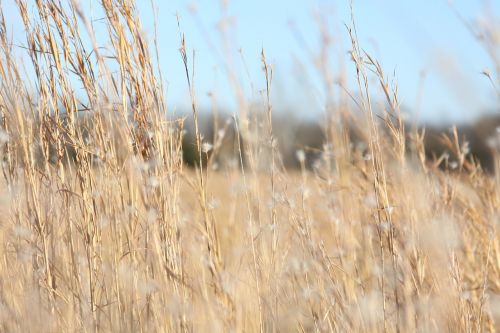 field wheat nature