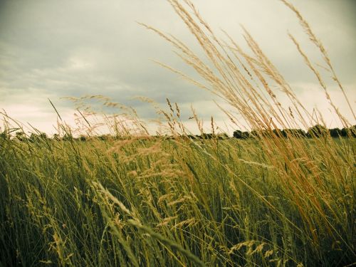 field meadow country