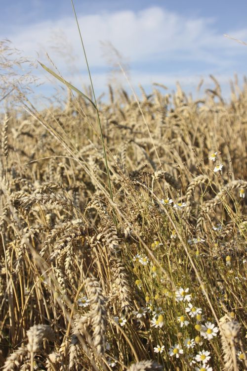 field cereals nature