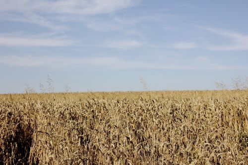 field cereals nature