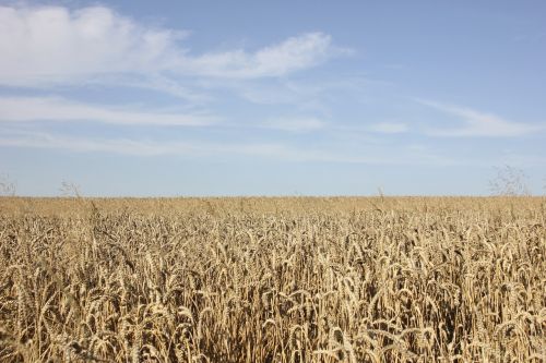 field cereals nature