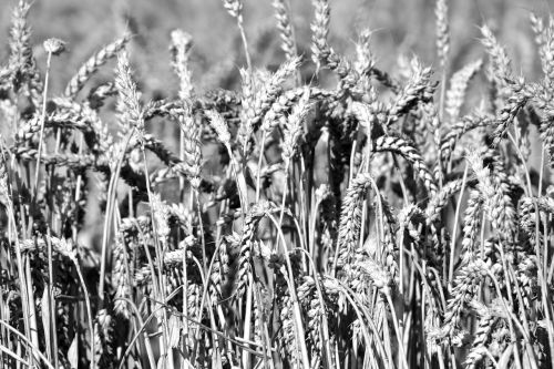 field cereals nature