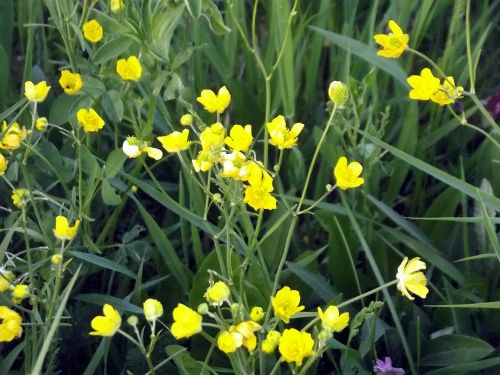 field flower wildflower