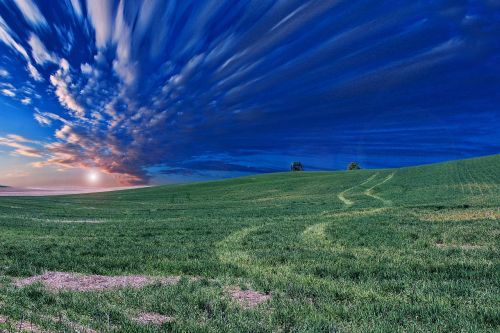 field meadow nature