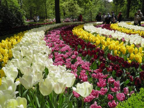 field tulips yellow