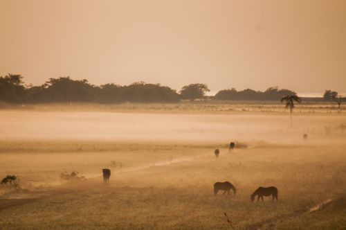 field animals farm