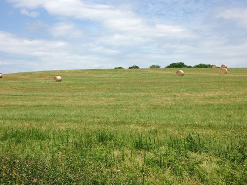 field hay bales