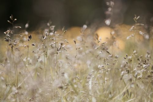 field grasses meadow