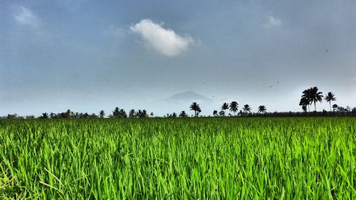 field paddy agriculture
