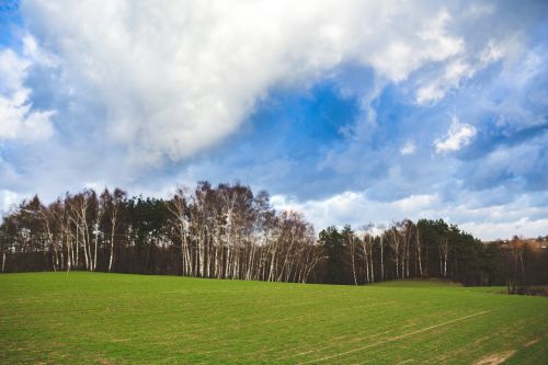 field green landscape