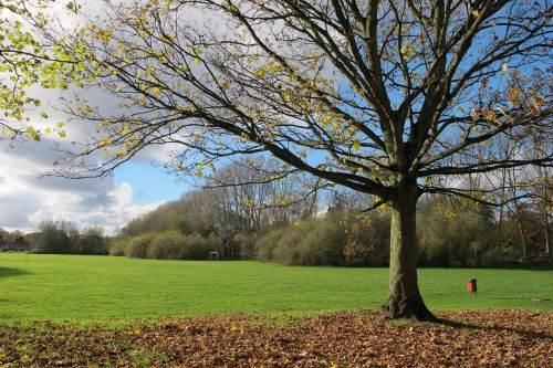 field tree leaves