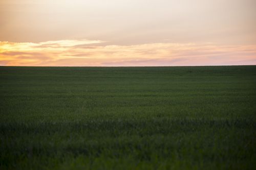 field grass horizon