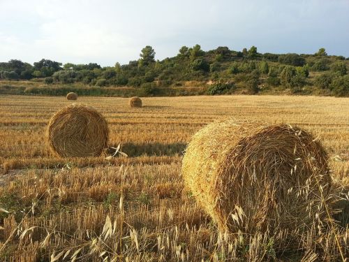 field wheat straw
