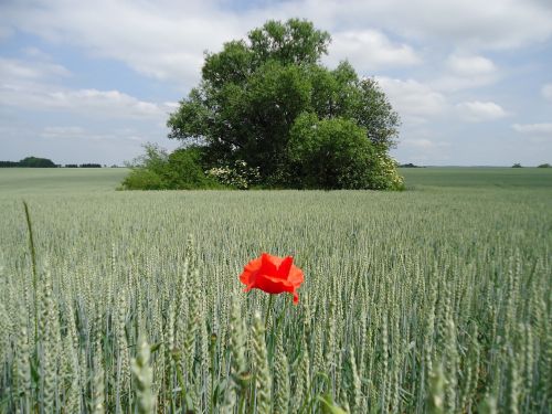 field tree grain