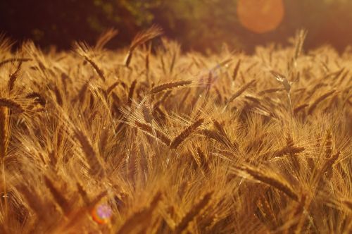 field nature ear