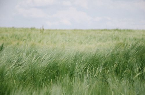 field grass sky