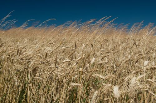 field wheat the sky