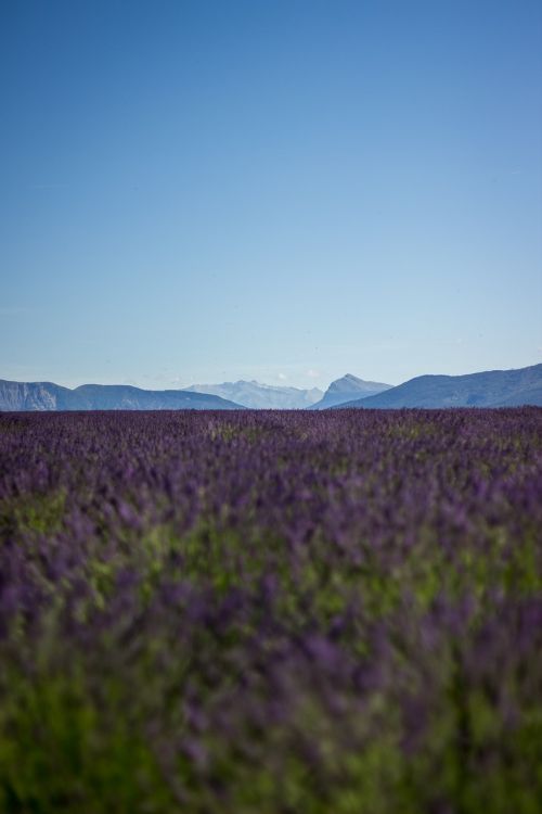 field lavender sky