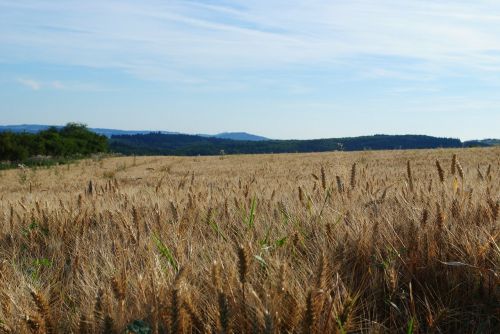 field sky nature