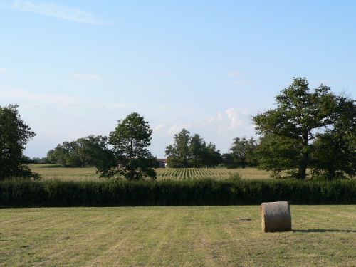 field hay bales bales of hay