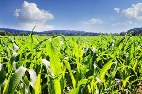 field corn cornfield