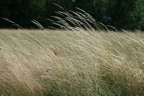 field grain cereals