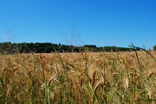 field barley sky