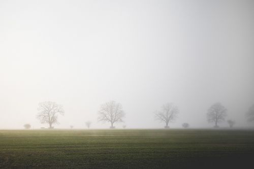 field fog trees