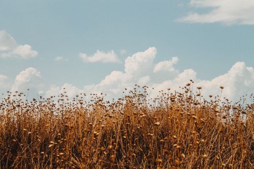 field wheat sky