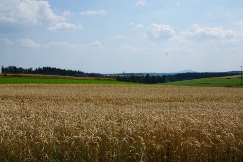 field meadow wheat