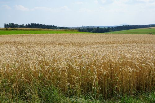 field meadow wheat