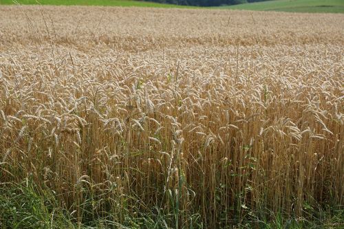 field meadow wheat