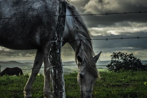 field horse horse farm