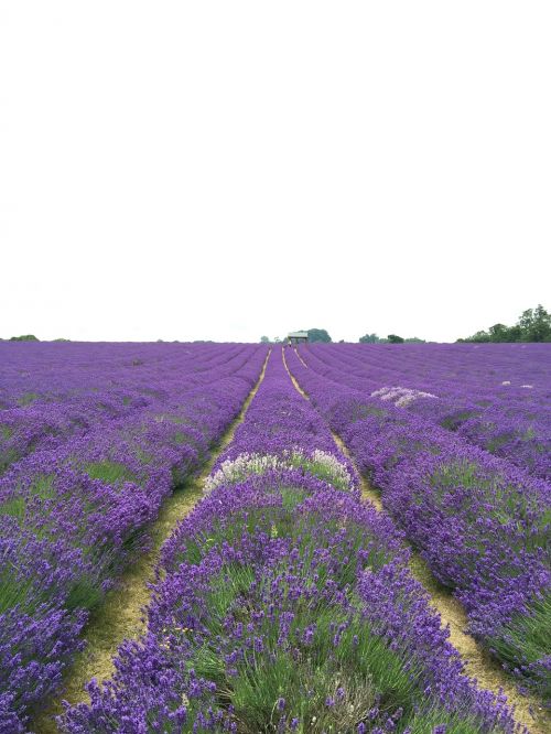 field lavender flower