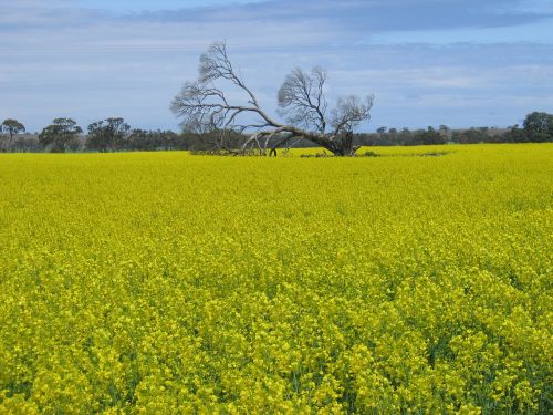 field nature canola