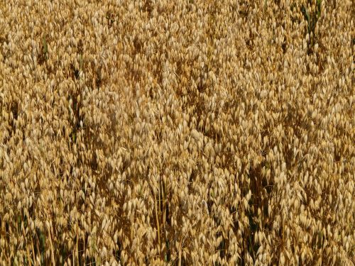 field oats oat field