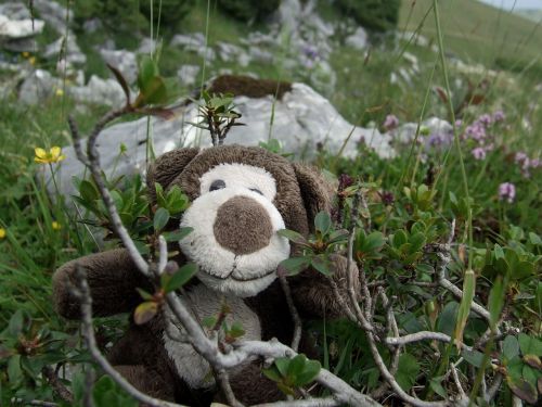 field teddy bear blueberries