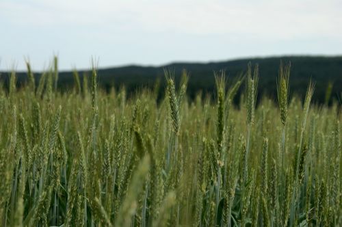 field spike cereals