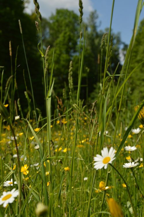 field flowers summer