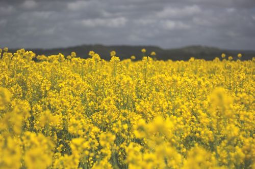 field yellow flowers