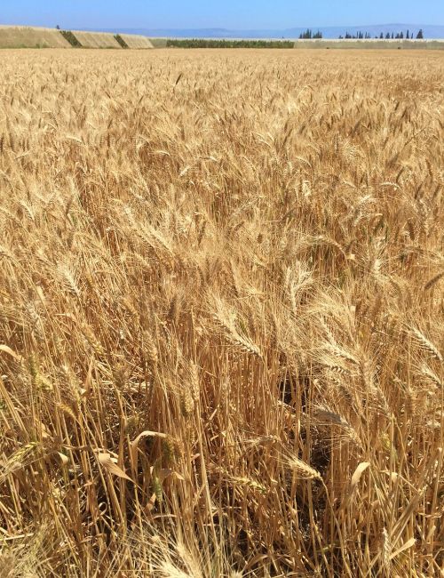 field wheat agriculture