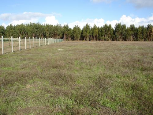 herb pinheiro forest