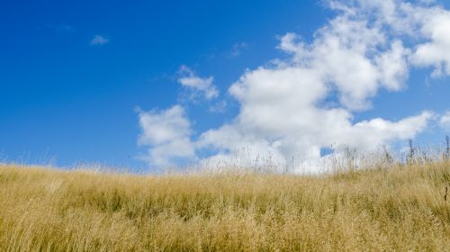 Field And Blue Sky