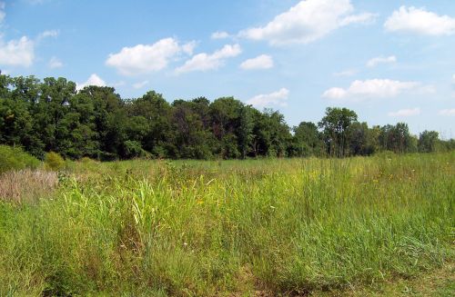 Field And Trees